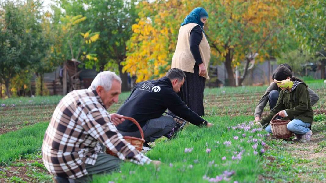 Dünyanın en pahalı baharatı! 3 yıl önce Türkiye'de keşfetti...Kilosunu 200 bin liradan satıyor 15